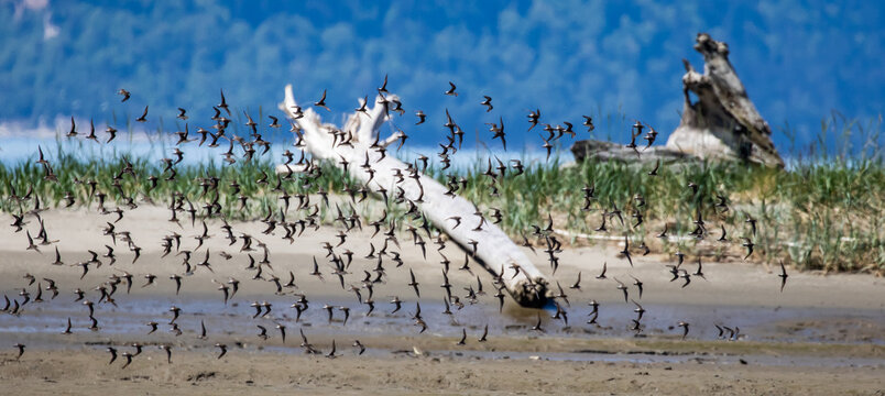 Large Flock of Western Sandpipers Flies Over Coastal Mudflat