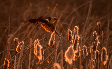 Yellow-headed blackbird flying among cattails. Montana.