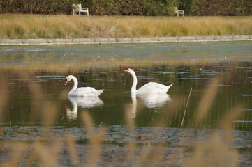 swan on the lake