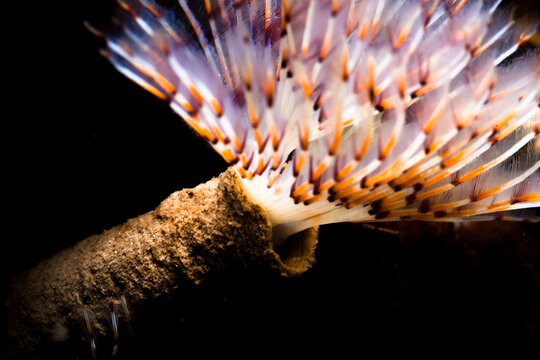 Delicate tube worm found at Ixtapa Island, Mexico.