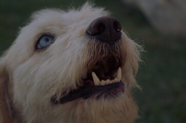 portrait of a dog