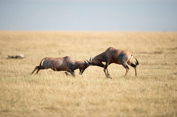 Male topi ram each other as they fight for dominance.