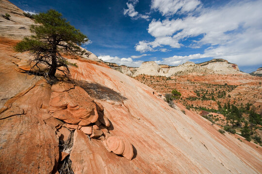 Gifford Canyon, Mt Carmel Highway Zion National Park