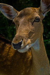 first plane of a deer