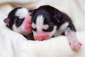 Sleeping newborn Siberian Husky puppies. Newborn sleeping puppy.