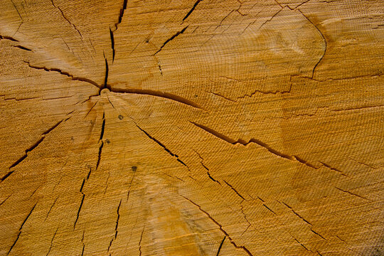 A cross-cut section of a large tree in the backcountry of Colorado