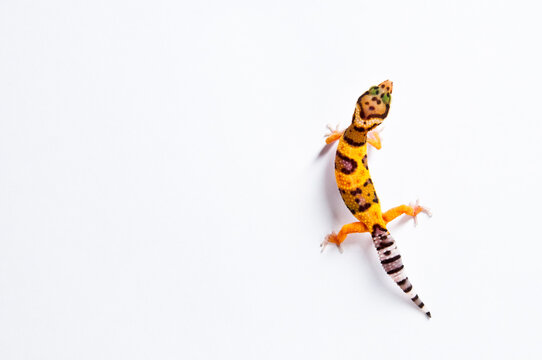 Juvenile high-yellow morph leopard gecko female on white backdrop