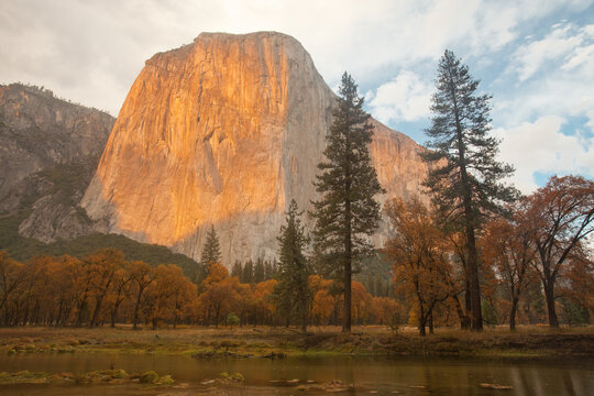 El Capitan and Black Oaks in Fall in Fall, Yosemite National Park