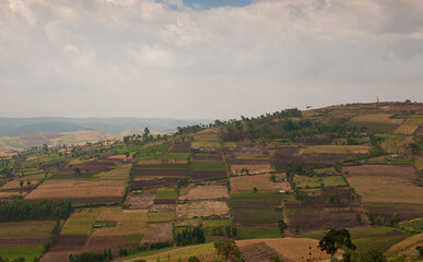 Where forests once grew, farm plots now dominate in Kenya.