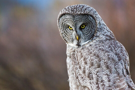 A great gray owl sits perched on a fence post in golden light in Jackson Hole, Wyoming.