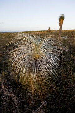 A grass tree (Xanthorrhea sp.) in Waychinicup National Park, southwest Australia.