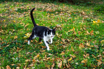 the cat is walking on the grass in the park