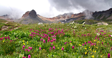 Indian Paintbrush in full bloom along the Ice Lakes Trail in Colorado.