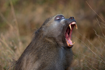 A baboon shows it's teeth as it yawns.
