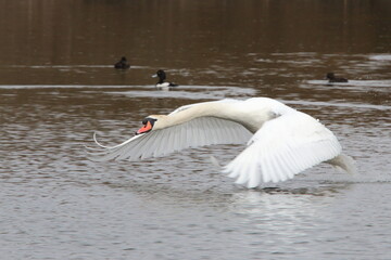 A Swan taking off
