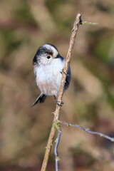Long tailed tit on a branch
