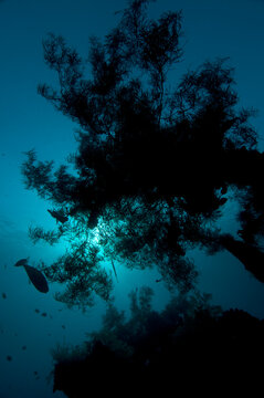 Coral silhouette in early morning sun. On the wreck of The Liberty in Tulamben, Bali