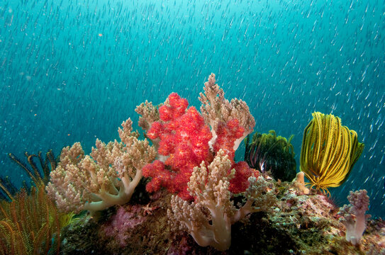 Sardines swim behind a soft coral scene in Raja Ampat