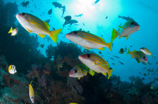 Bluelined snapper on the reefs of Fiji.