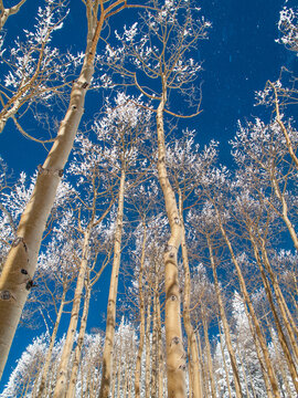 Snow covered trees in the wintery Rocky Mountains, Routt National Forest, Mount Werner, near Steamboat Springs, Colorado.