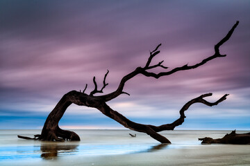 Gnarled driftwood branch greets the dawn at Driftwood Beach, Jekyll Island, Georgia.