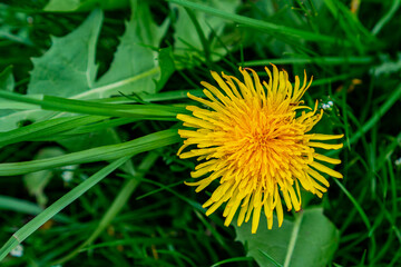 wild dandelion in the grass very detailed