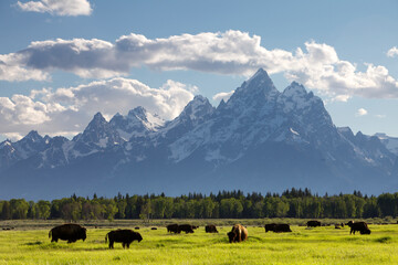 Scenic landscape image of bison in a meadow with the Teton Mountain Range as a backdrop, Grand Teton National Park, Wyoming.