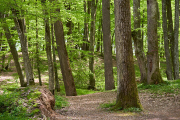 Deciduous forest in the summer