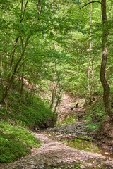 Deciduous forest in the summer