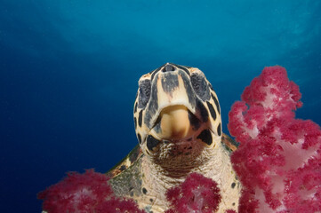 A sea turtle enjoying a soft coral on the Yongala wreck in Australia.