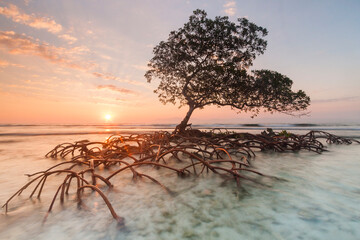 Sunrise and red mangrove in the Pig Keys, Honduras. 
 
 (not available for puzzle use)