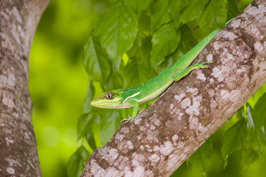 A male Knight Anole (Anolis equestris), an invasive species from Cuba, photographed in southern Florida.