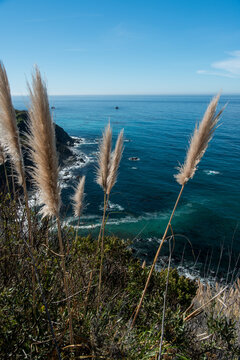 Tall grasses grow in the foreground of Big Sur's dramatic coastline on a clear day in central California.