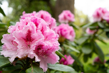 Very big bright pink rhododendron blossom