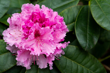 Very big bright pink rhododendron blossom