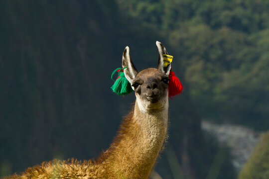 View of Machu Picchu - the Lost City of the Incas - located in the Vilcanota mountain range in south-central Peru.