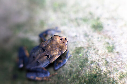 A tiny frog shot with a close up macro lens. - Powered by Adobe