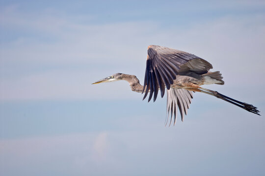seabirds flying and on the beach in the gulf of Mexico on anna maria island, Florida