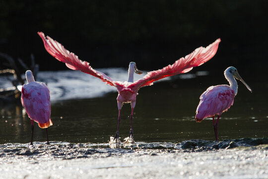 Roseate spoonbills in Everglades National Park, Florida.