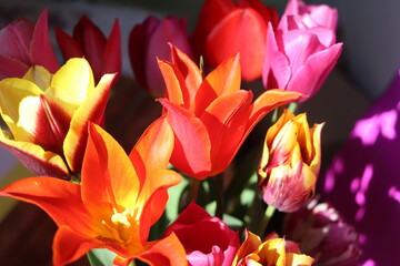 Spring beautiful flowers tulips close-up.