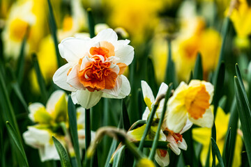 Beautiful white daffodil in a bed of flowers