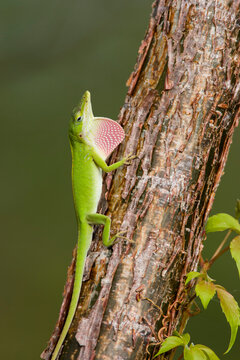 A male Green Anole (Anolis carolinensis) displays its pink dewlap in southern Florida.