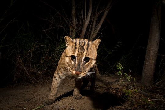 Rip Ear, a wild male fishing cat (Prion Ailurus viverrinus), triggers a camera trap hidden on a fish farm in Sam Roi Yod, Thailand.