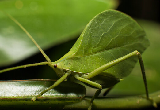 A green grasshopper in Tambopata National Reserve, Peru.