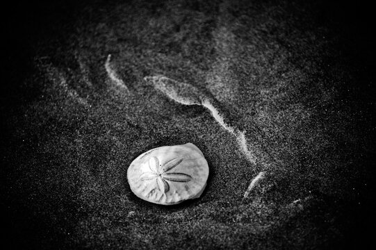 Sand dollars at Ecola State Park, Oregon.