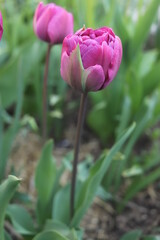 Spring beautiful flowers tulips close-up.