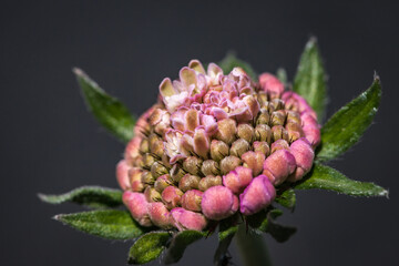 Allassac (Corrèze, France) - Vue macroscopique d'une scabieuse (Pink mist) 