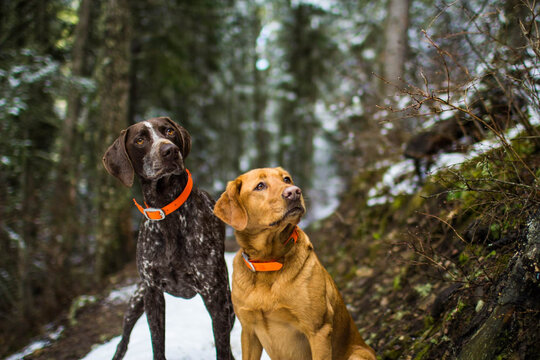 Two dogs look sideways on a snowy forest trail