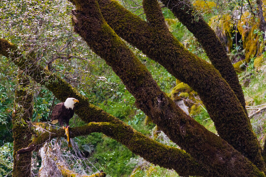 Bald Eagle with trout, Merced River Canyon, California