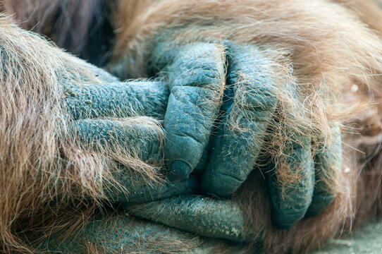 Orangutan, Pongo pygmaeus, holding its hands together at the zoo, CA.